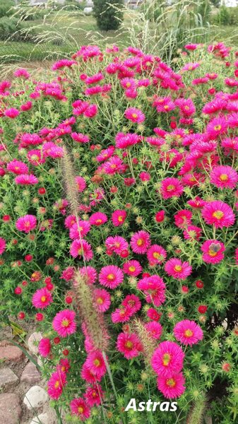 Šiurkščialapis astras (Aster novae-angliae) 'Alma Potschke'