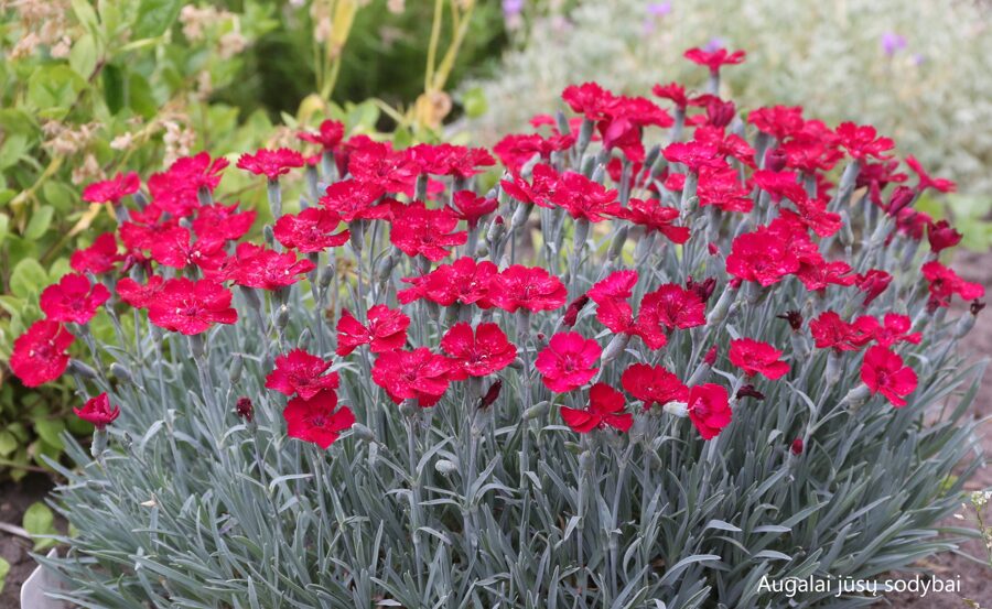Žydrasis gvazdikas (Dianthus gratianopolitanus) 'Rubin'