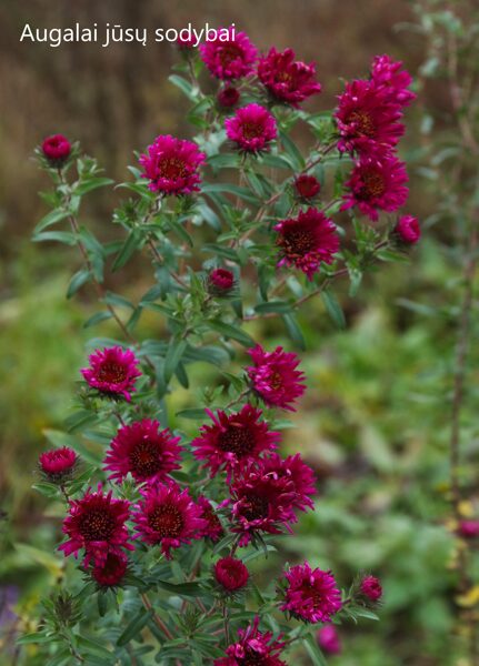 Šiurkščialapis astras (Aster novae-angliae) 'Rubinschatz'