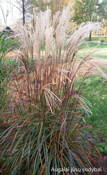 Kininis miskantas (Miscanthus sinensis) 'Ruby Cute'