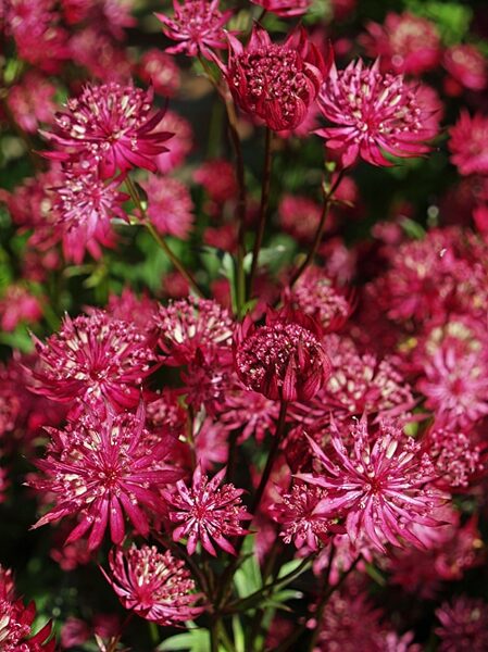 Astrancija didžioji (Astrantia major) 'Ruby Star'