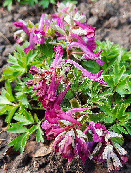 Rūtenis paprastasis (Corydalis solida)