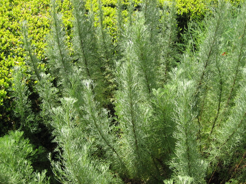 Diemedis (Artemisia abrotanum) 'Citrina'