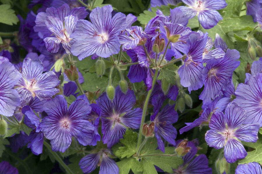 Snaputis (Geranium) 'Sabani Blue'