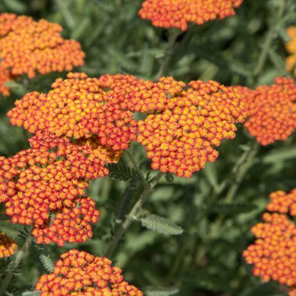 Kraujažolė (Achillea) 'Safran'