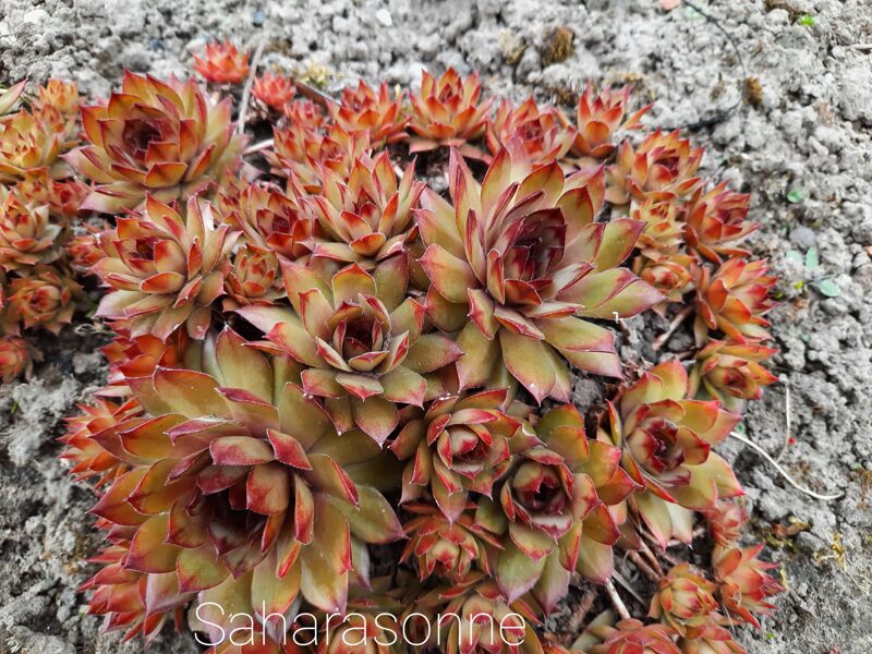 Šilropė (Sempervivum) 'Saharasonne'