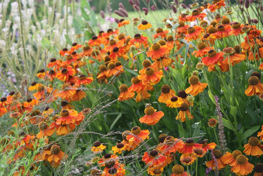 Saulainė (Helenium) ‘Sahin’s Early Flowerer’