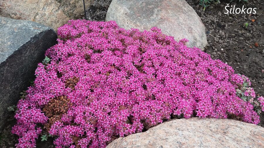 Šilokas (Sedum pluricaule) 'Sakhalin'