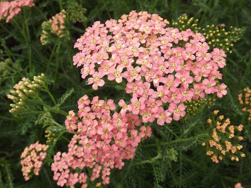 Paprastoji kraujažolė (Achillea millefolium) ‘Salmon Beauty’