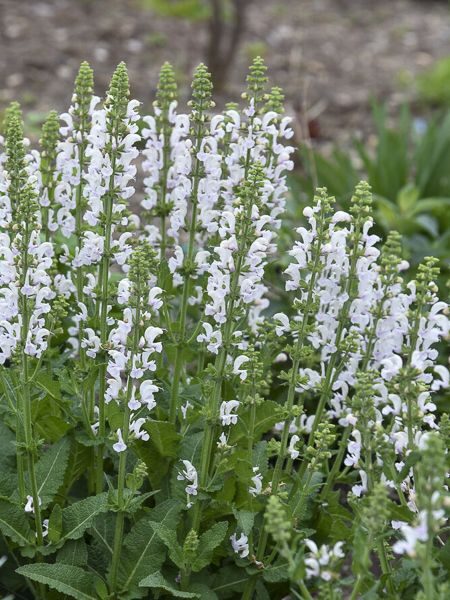 Šalavijas (Salvia) 'Snow Kiss'