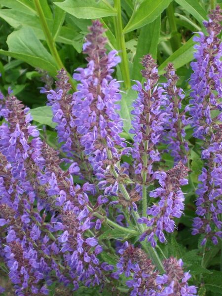 Gojinis šalavijas (Salvia nemorosa) 'Rugen'