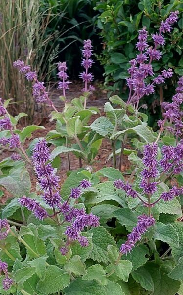 Mentūrinis šalavijas (Salvia verticillata) 'Endless Love'