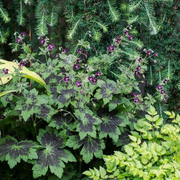 Juodasis snaputis (Geranium phaeum) 'Samobor'