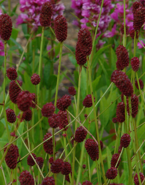 Vaistinė kraujalakė (Sanguisorba officinalis) 'Tall Tanna'