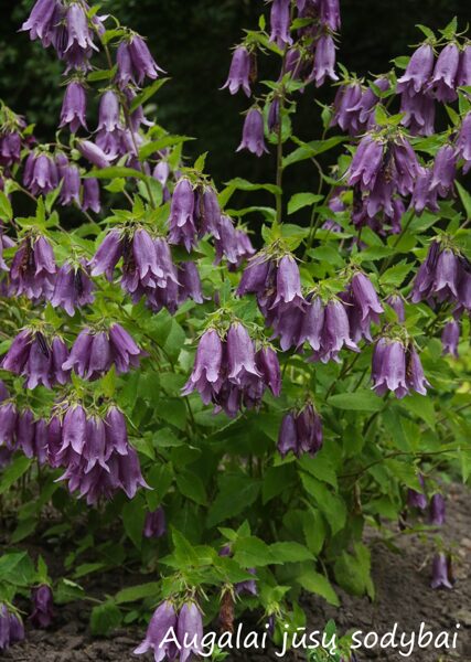 Taškuotasis katilėlis (Campanula punctata) 'Sarastro'