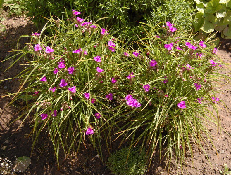 Tradeskantė (Tradescantia) ‘Satin Doll’