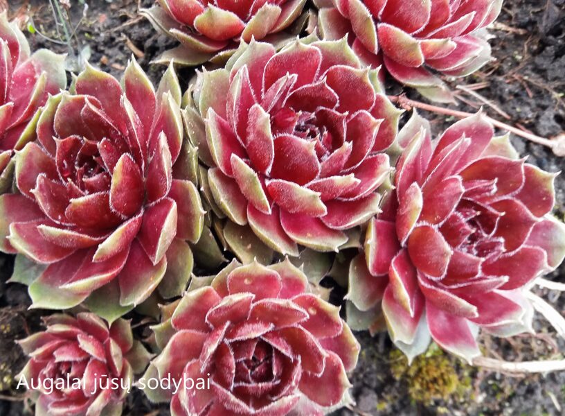 Šilropė (Sempervivum) 'Saturn'