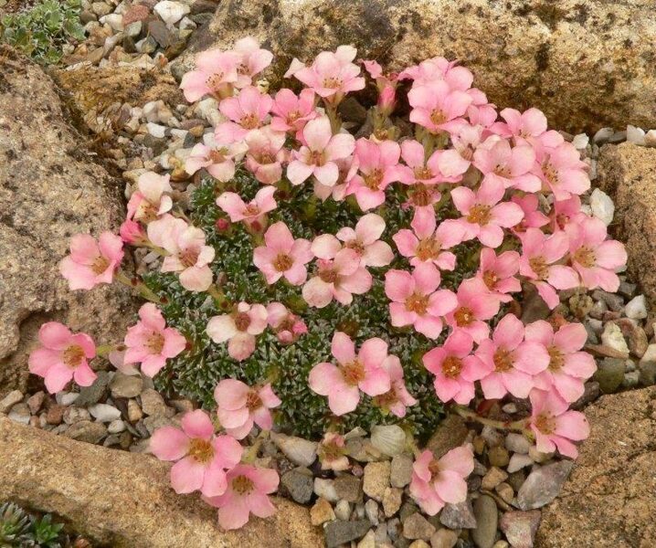 Uolaskėlė (Saxifraga) 'Peach Melba'