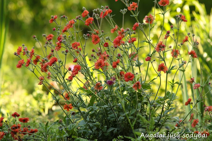 Žiognagė (Geum) 'Scarlet Tempest'