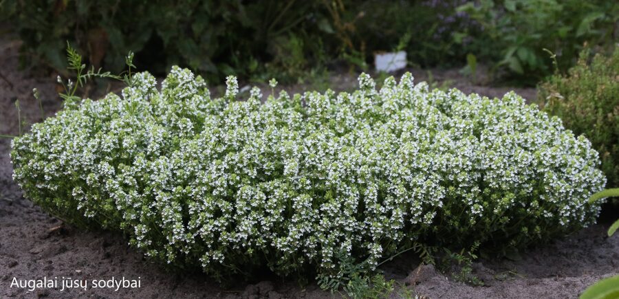 Paprastasis čiobrelis (Thymus serpyllum) 'Schneewolke'