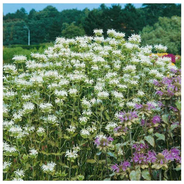 Monarda (Monarda) 'Schneewolke'