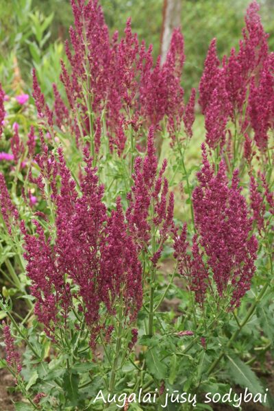 Gojinis šalavijas (Salvia nemorosa) 'Schwellenburg'