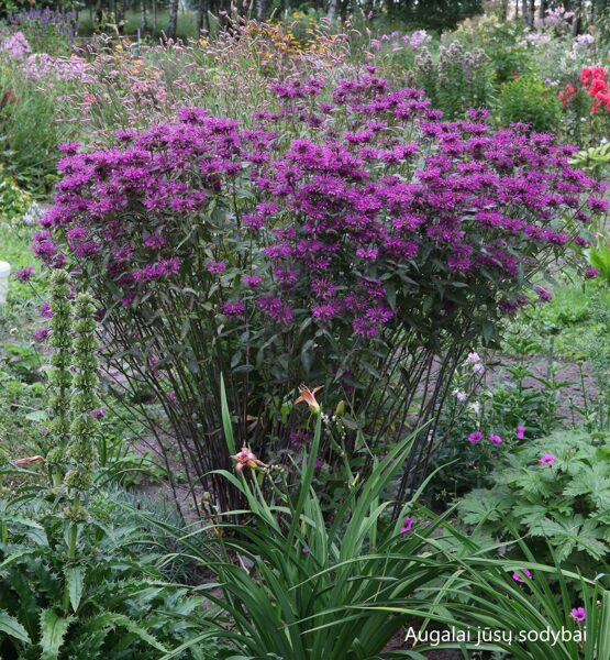 Monarda (Monarda) 'Scorpion'