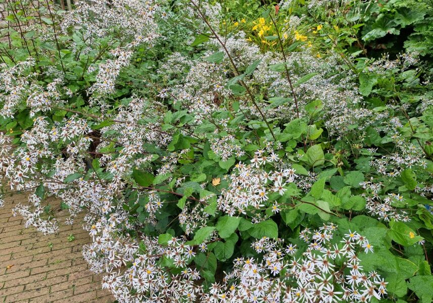 Skėstašakis astras (Aster divaricatus) 'Eastern Star'
