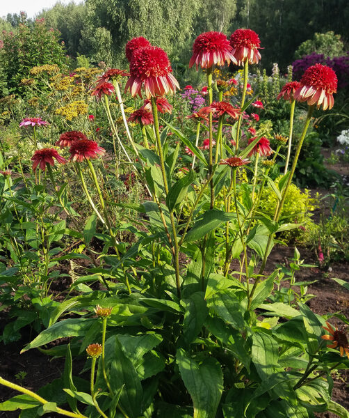 Ežiuolė (Echinacea) 'Secret Desire'