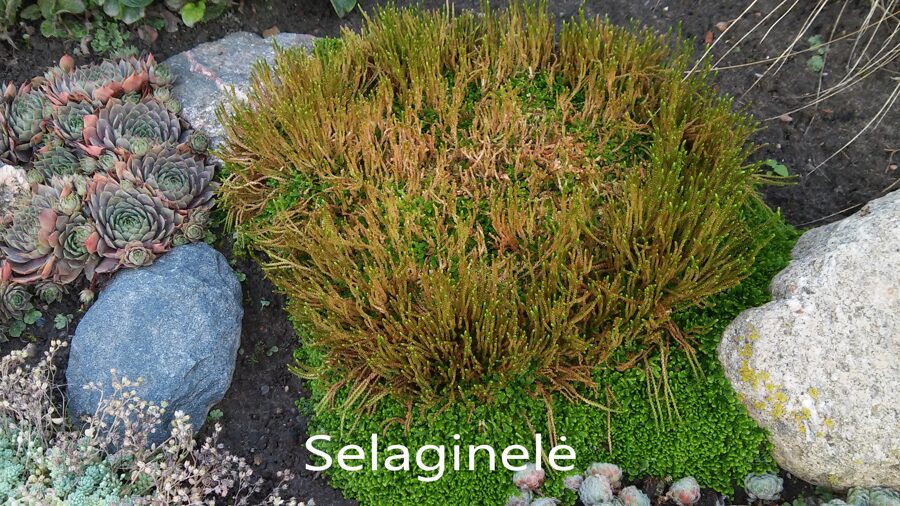 Selaginelė (Selaginella denticulata)