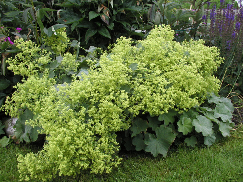 Rasakila švelnioji (Alchemilla mollis) 'Senior'