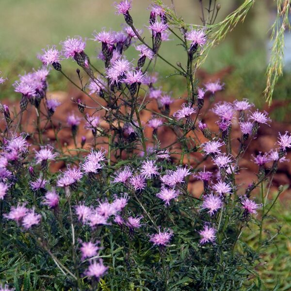 Geltė (Serratula tinctoria ssp. seoanei)