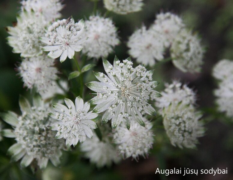 Astrancija didžioji (Astrantia major ssp.involucrata) 'Shaggy'