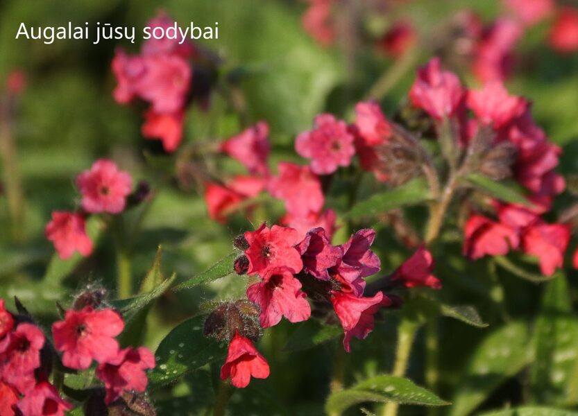 Plautė (Pulmonaria) 'Shrimps on the Barbie'