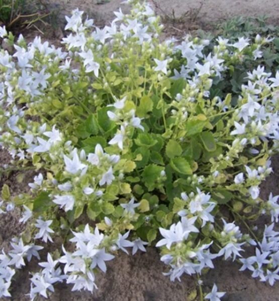 Išdrikasis katilėlis (Campanula poscharskyana) 'Silberregen'