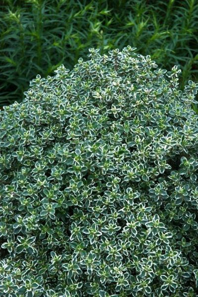 Citrininis čiobrelis (Thymus citriodorus) 'Silver Queen'