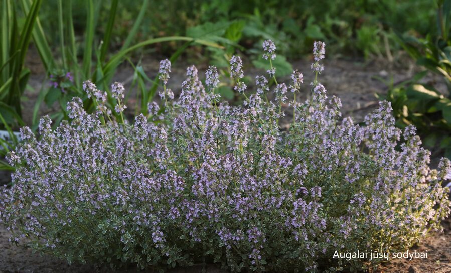 Citrininis čiobrelis (Thymus citriodorus) 'Silver Queen'