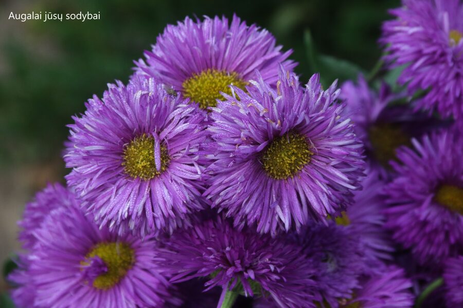 Šiušelė (Erigeron) 'Schwarzes Meer'