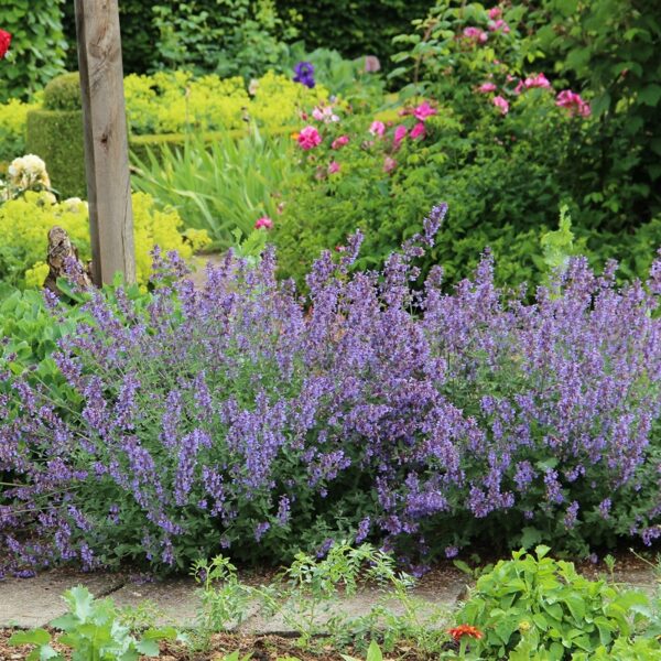 Faseno katžolė (Nepeta faassenii) 'Six Hills Giant'