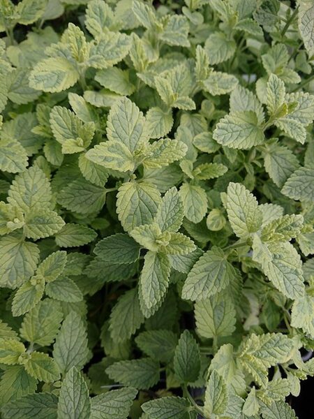 Kekinė katžolė (Nepeta mussinii) 'Six Hills Gold'