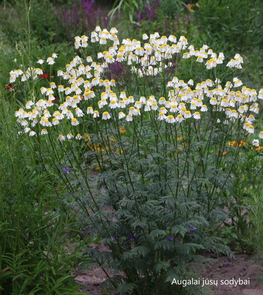 Skaistenis (Tanacetum corymbosum) 'Festtafel'