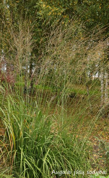 Melvenė nendrinė (Molinia arundinacea) 'Skyracer'