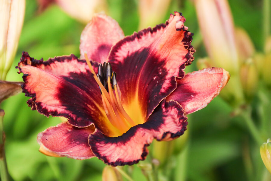 Viendienė (Hemerocallis) 'Slap Me Sassy'