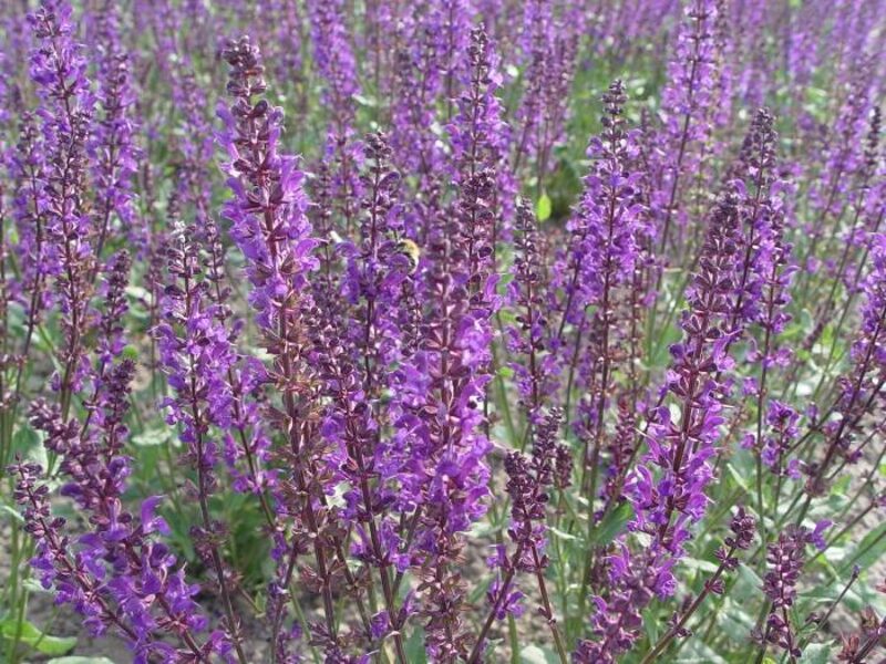 Gojinis šalavijas (Salvia nemorosa) ‘Slimming Blue’