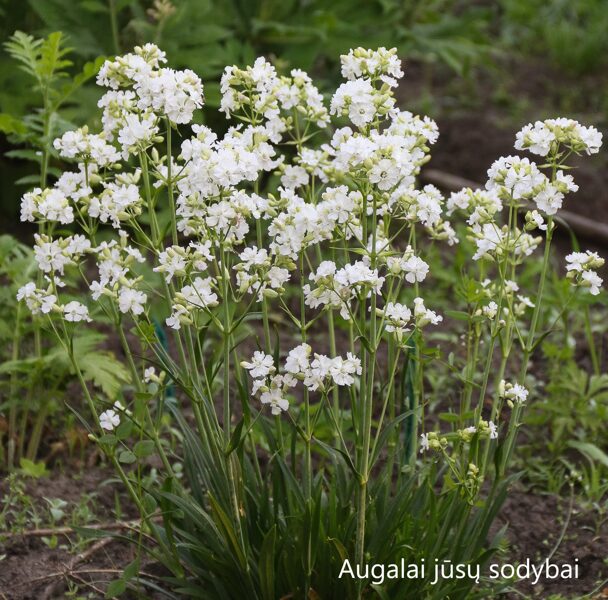 Smaliukė (Lychnis viscaria) 'Alba'