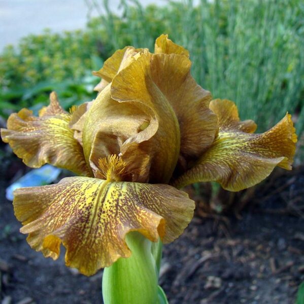 Vilkdalgis (Iris) 'Snickers'