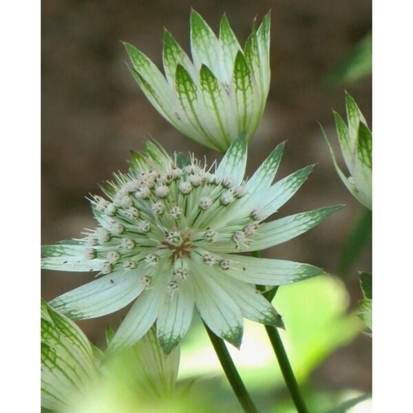 Astrancija didžioji (Astrantia major) 'Snow Star'