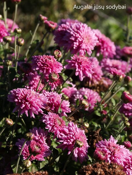 Chrizantema (Chrysanthemum) 'Sofija'