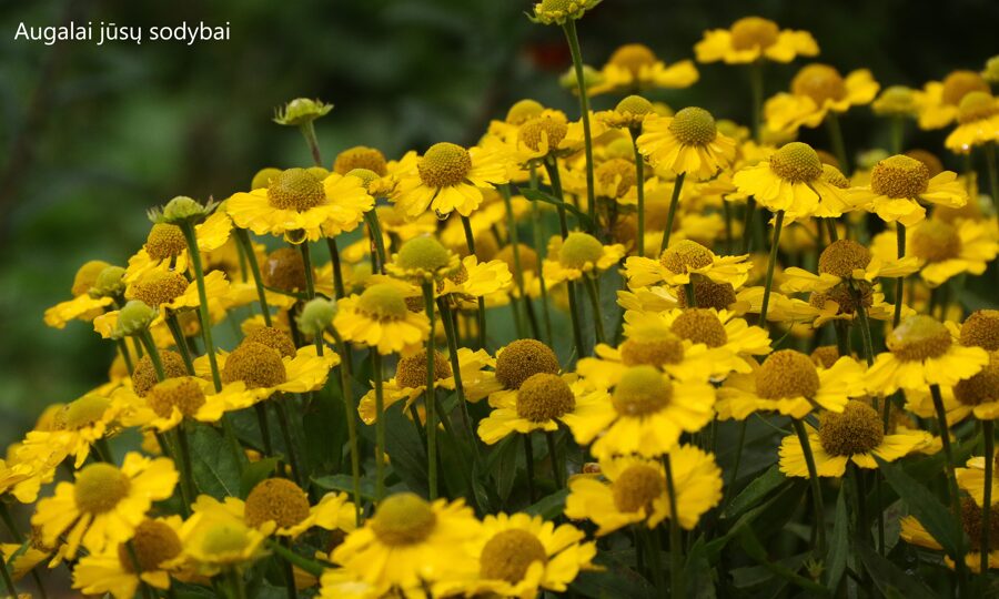 Saulainė (Helenium) 'Sombrero'