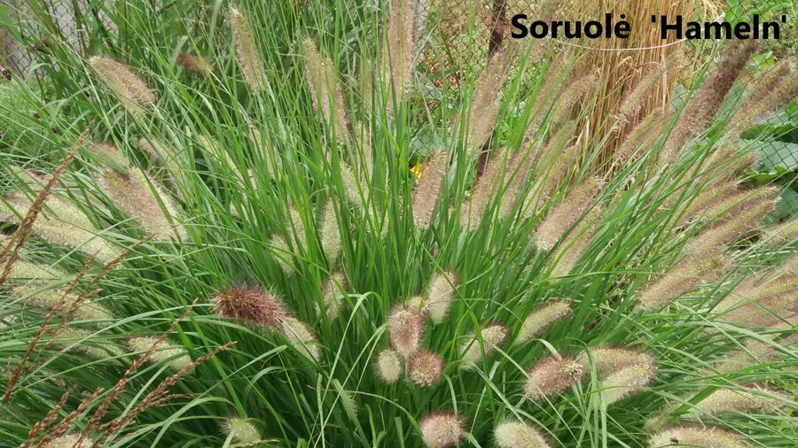 Soruolė pašiaušėlinė (Pennisetum alopecuroides) 'Hameln'